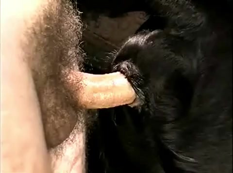 Porn monkey animal Animal Fuck. 