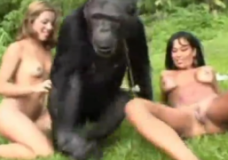 Sex thú với khỉ đực và hai em gái nứng lồn